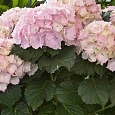 Гортензия крупнолистная Madame Emile Mouillere