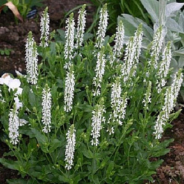 Сальвия дубравная Шнеехёгль