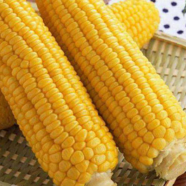 Кукуруза Утренняя песня F1