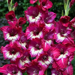 Гладиолус крупноцветковый Джо Джо