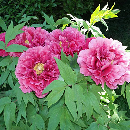 Пион древовидный Небесный полет