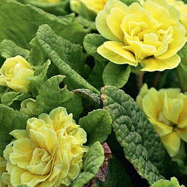 Примула обыкновенная Бонер Примула обыкновенная Бонер