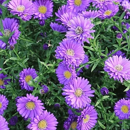 Астра Ново-бельгийская Magic Purple