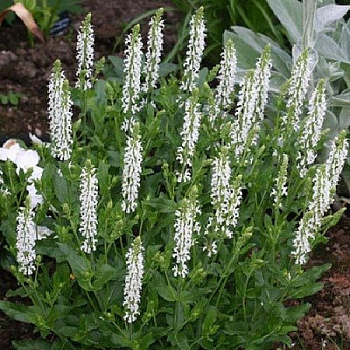 Сальвия дубравная Шнеехёгль