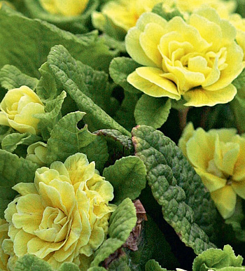 Примула обыкновенная Бонер