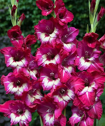 Гладиолус крупноцветковый Джо Джо