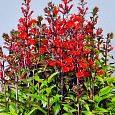 Лобелия прекрасная Вулкан Ред Лобелия прекрасная Вулкан Ред
