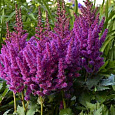 Астильба гибридная Purple Rain