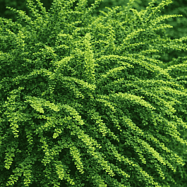 Барбарис Тунберга Green Ornament