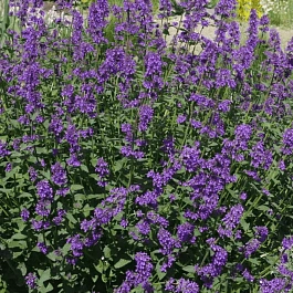 Котовник Фассена Chettle Blue