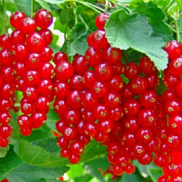 Смородина красная Памятная