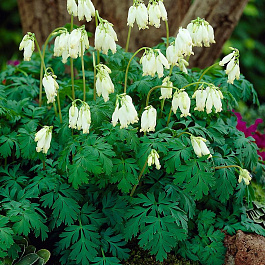 Дицентра красивая Аврора