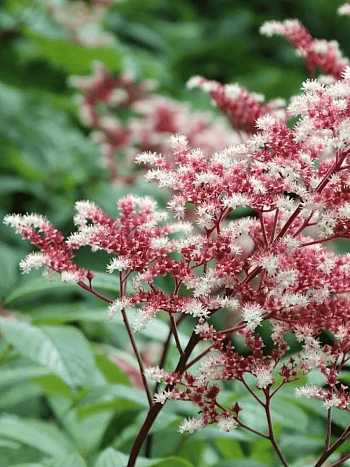 Роджерсия перистая Elegans