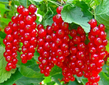 Смородина красная Памятная