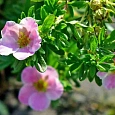 Лапчатка кустарниковая Princess Blink