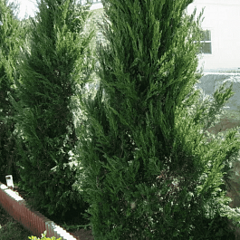 Можжевельник китайский Spearmint