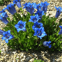 Горечавка бесстебельная