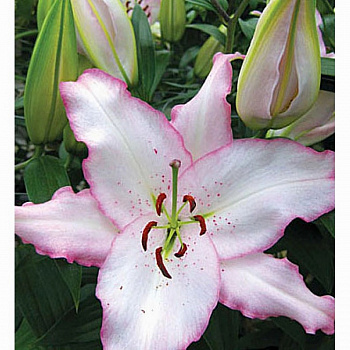 Лилия восточная Бразилия