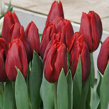 Тюльпан Триумф Стронг Лав