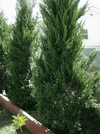 Можжевельник китайский Spearmint