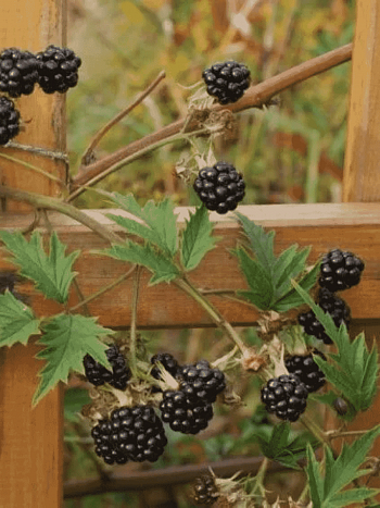 Ежевика садовая Oregon Evergreen