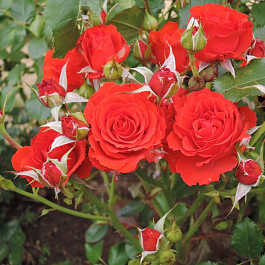 Роза флорибунда Ред Диадема