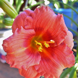 Лилейник гибридный Космополитан НАБОР 2ШТ (1+1)