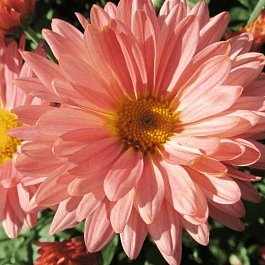 Хризантема корейская Анастасия