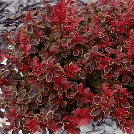 Барбарис Тунберга Admiration