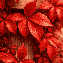 Виноград девичий пятилисточковый RedWall