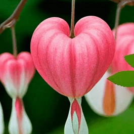 Дицентра великолепная Valentine