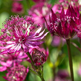 Астранция крупная Рубра Астранция крупная Рубра