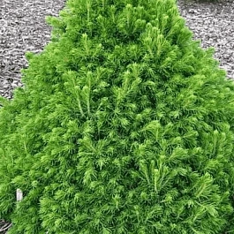 Ель обыкновенная Tompa