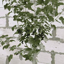 Смородина черная Титания на штамбе