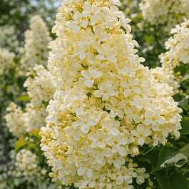 Сирень обыкновенная Primrose