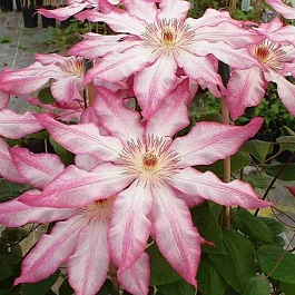 Клематис гибридный Tae