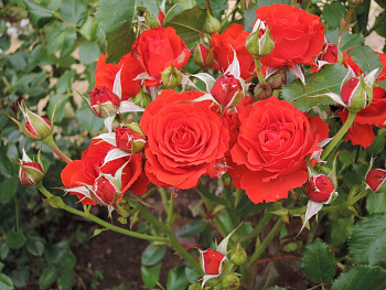 Роза флорибунда Ред Диадема