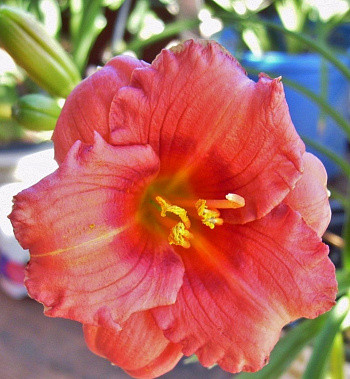 Лилейник гибридный Космополитан НАБОР 2ШТ (1+1)