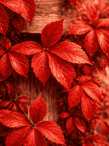 Виноград девичий пятилисточковый RedWall