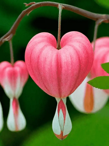 Дицентра великолепная Valentine