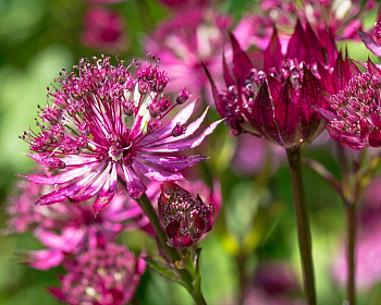 Астранция крупная Рубра