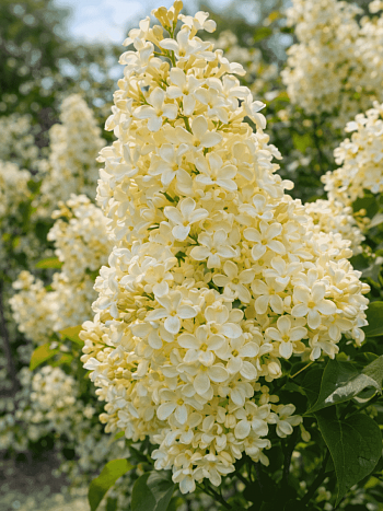 Сирень обыкновенная Primrose