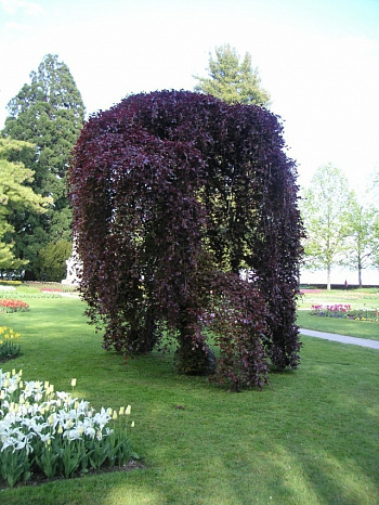Бук лесной Purpurea Pendula на штамбе