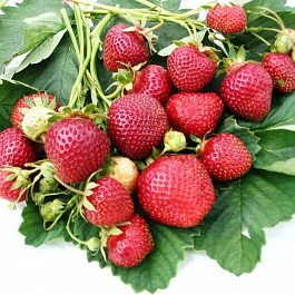 Земляника садовая Зенкора