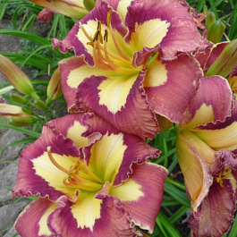 Лилейник гибридный Спейскоуст Бихейвиор Пэттерн НАБОР 2ШТ (1+1)