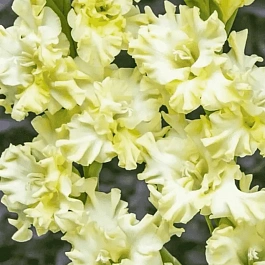 Гладиолус Lemon Frizzle