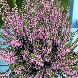 Вереск обыкновенный Rosa Elisa