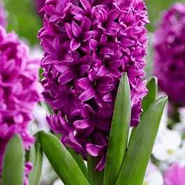 Гиацинт Miss Saigon