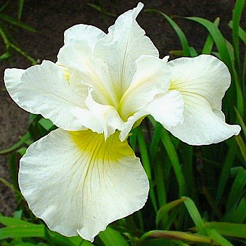 Ирис сибирский Харпсвелл Хэппинесс