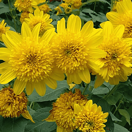 Подсолнечник анемовидный Happy Days